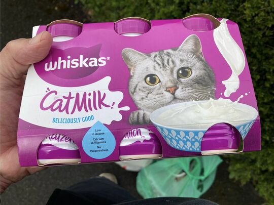 The Cat Who Got The…….er, Milk