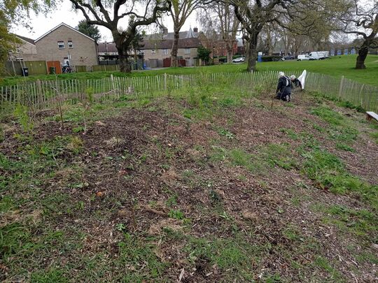 Weeding the Tiny Forest