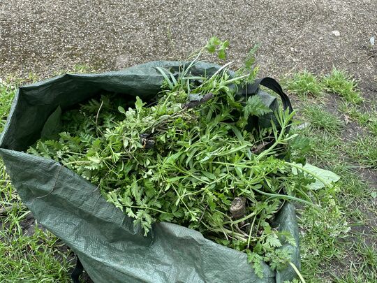 Snow Drops and Sticky Weeds 