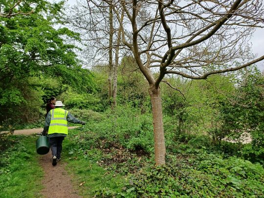 Parkwood springs planting