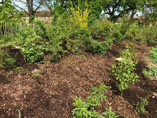 Making 600 saplings mulch better nourished