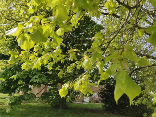 Fifteen shades of green 🌳🌱☘️🌾🌿