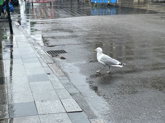 Shopping with a Seagull