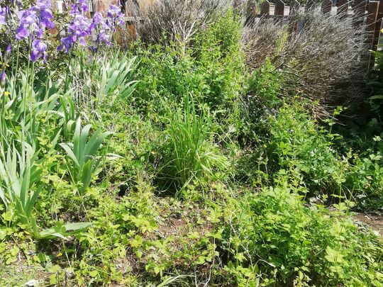 A Sunny Saturday for Weeding 