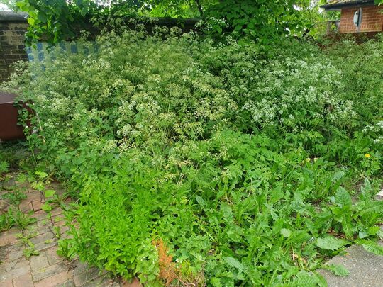 Hemlock & Shoulders