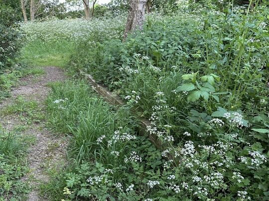 Cow Parsley Needs Re Mooooooving 🙌🏻