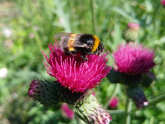 World Bee Day