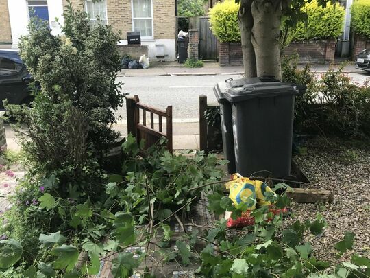 Tree-mendously tidy pathway