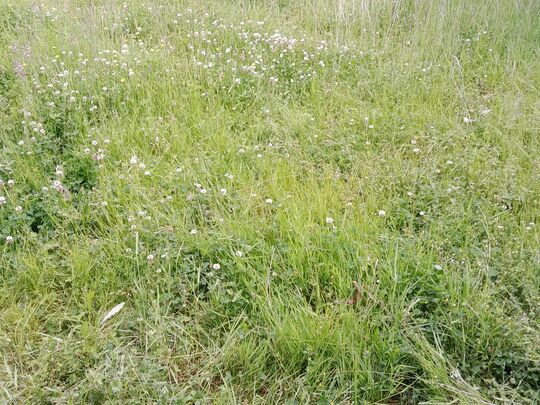 One GoodGymer went to mow, went to mow a meadow