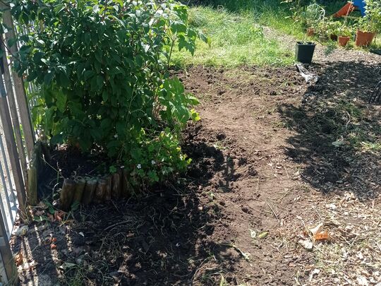 When life gives you Limes...Walk Community Garden