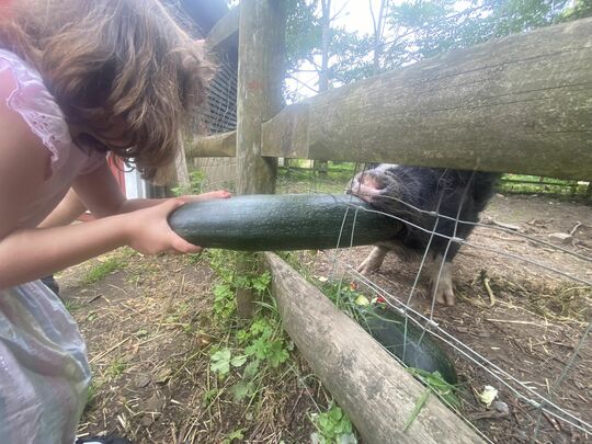 A courgette for penny!