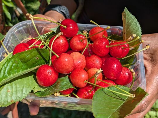 Feeling Greener and Cleaner at the allotment 