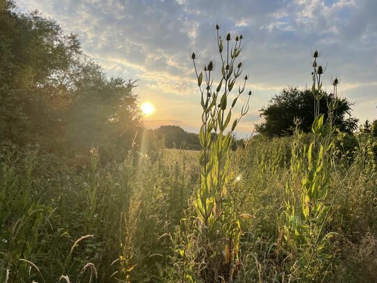 Thistle do nicely 