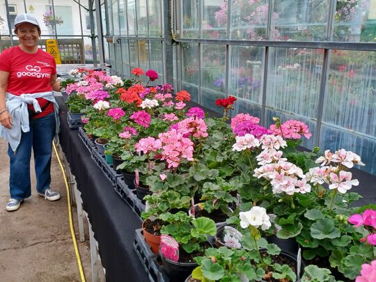 Beautiful Pelargoniums