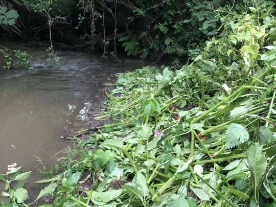 Balsam Bash in the Moss Valley