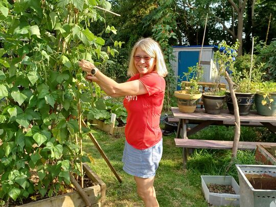 Taming the Tomatoes 