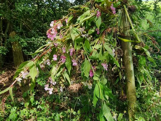 Balsam Bashing 