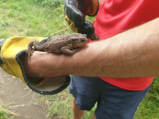 Making Hay Whilst Rescuing Toads! 