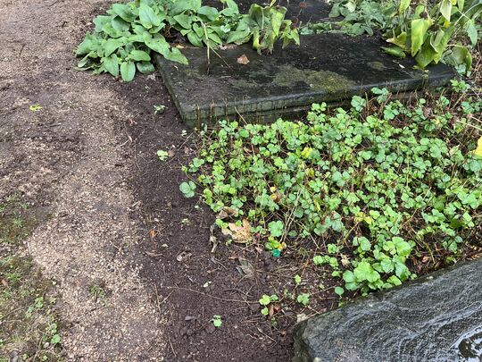 Wet weeding to bring sunshine