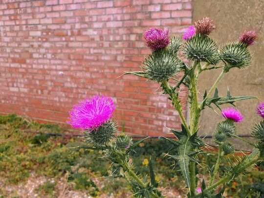 Don't thistle till you are out of the weeds