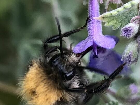 Bee-ing more mindful 