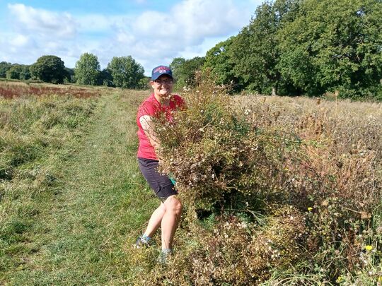 In the Foothills of the Ragwort Mountain