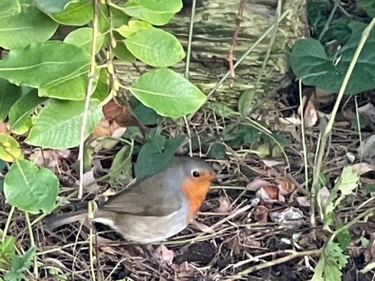 Garden Adventures 🐦