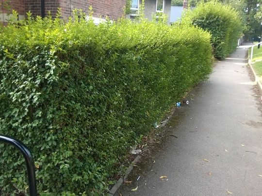 Hedgerows and Broomsticks