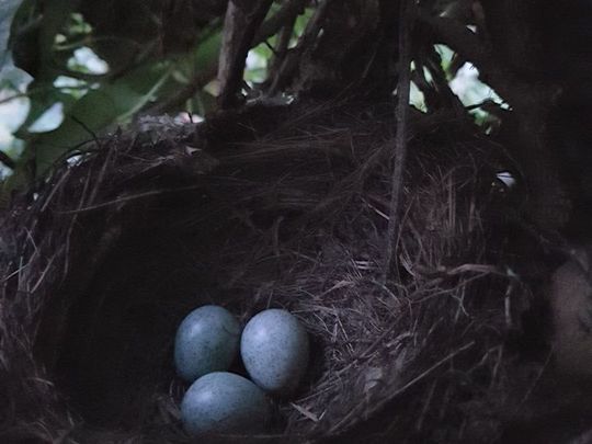 Coming home to nest 