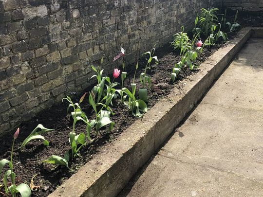 Spring Planting