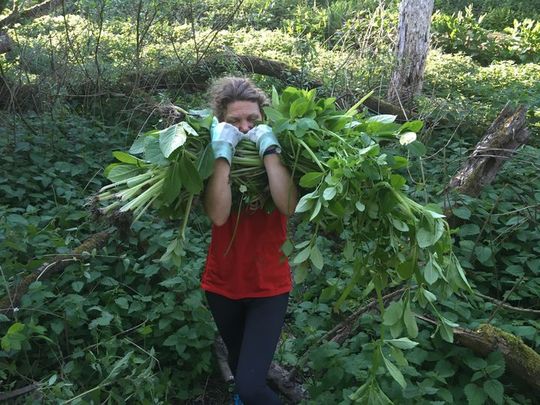 I'm Nettle Gona Dig You Up, Always Gona Run Around...