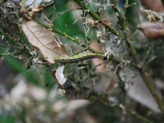 Goodgym 1 - 0 Caterpillars