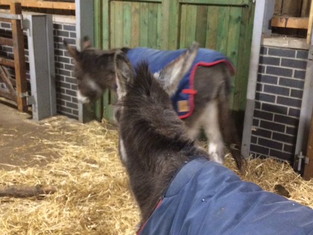 Stepney City Farm?? - You're Kiddin' Me??