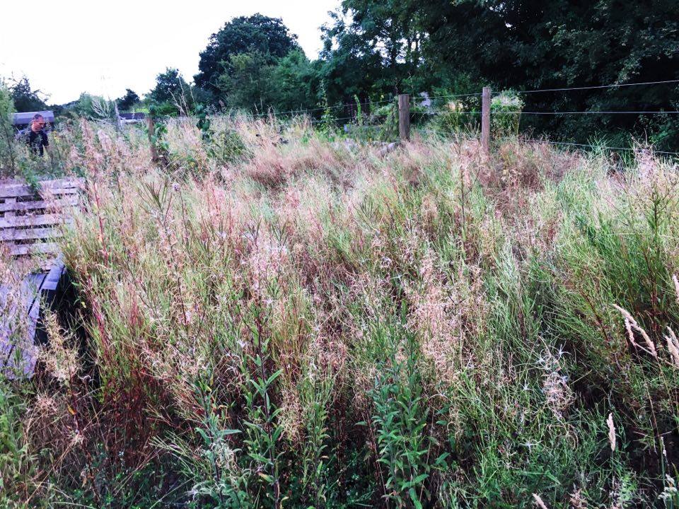 Give peas a chance - weeding at the Wanstead Community Allotments