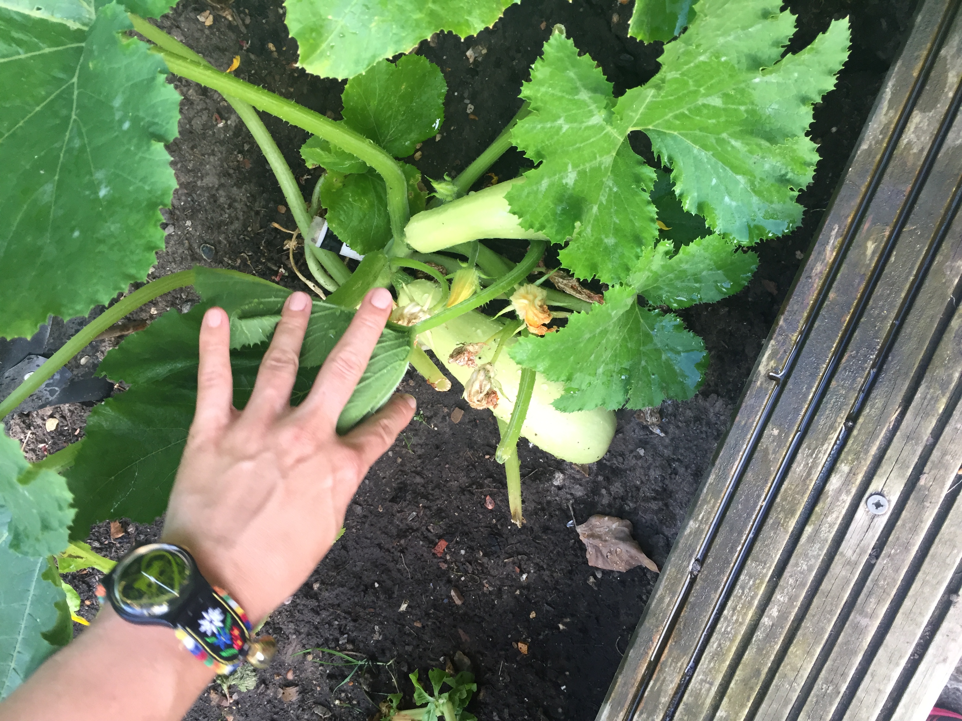 You gotta grow with it (you gotta take your watering can)