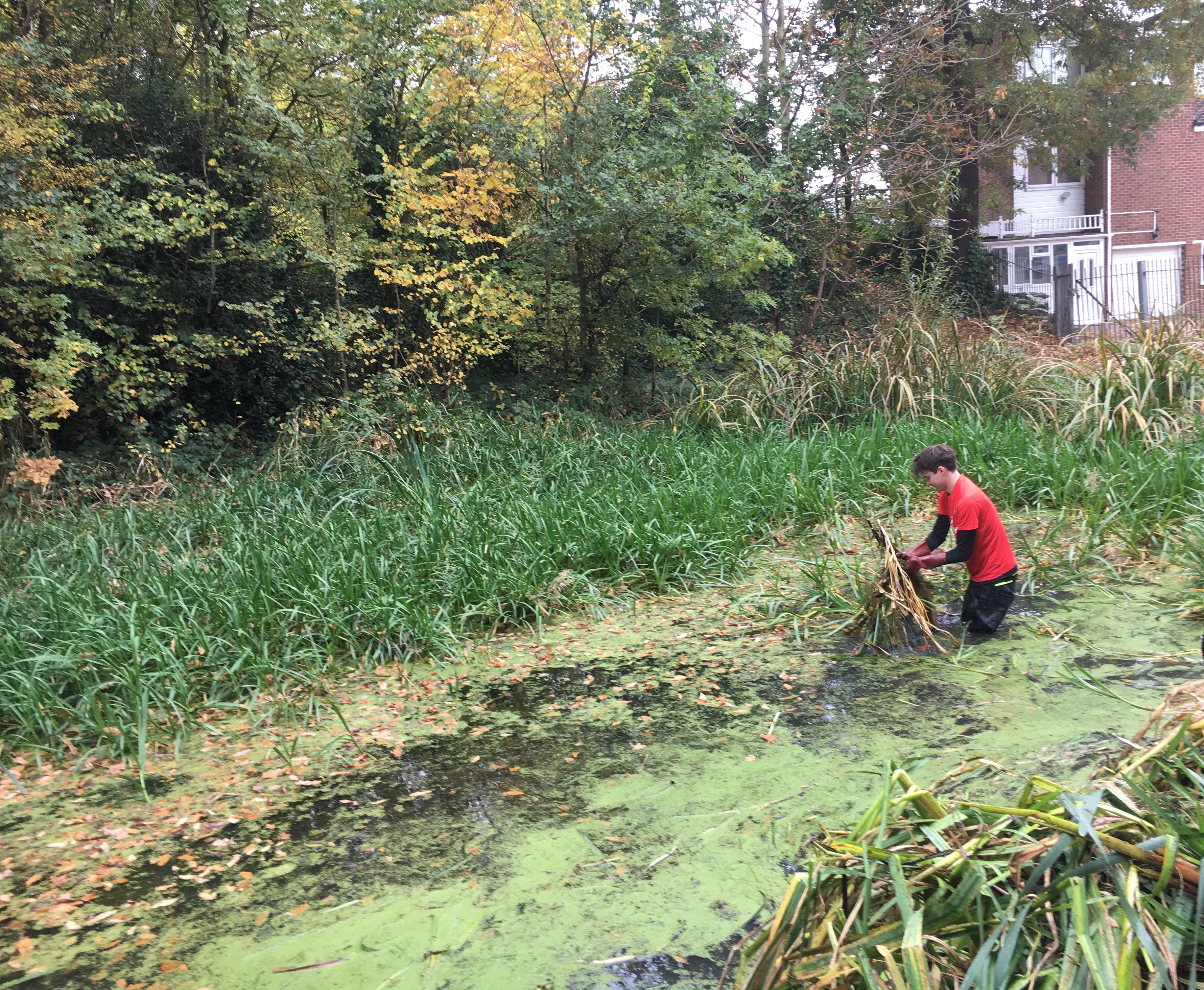 Shackled to the pond