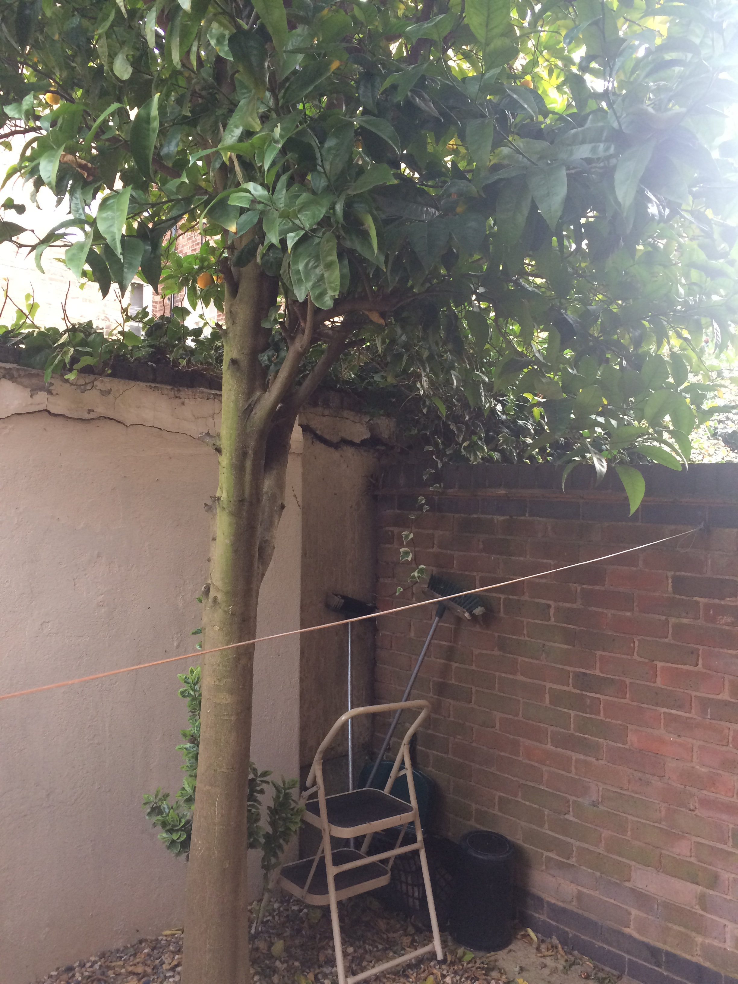 A Kiwi up an Orange Tree