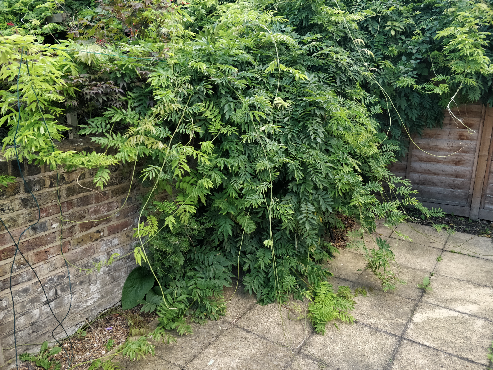 Mass wisteria