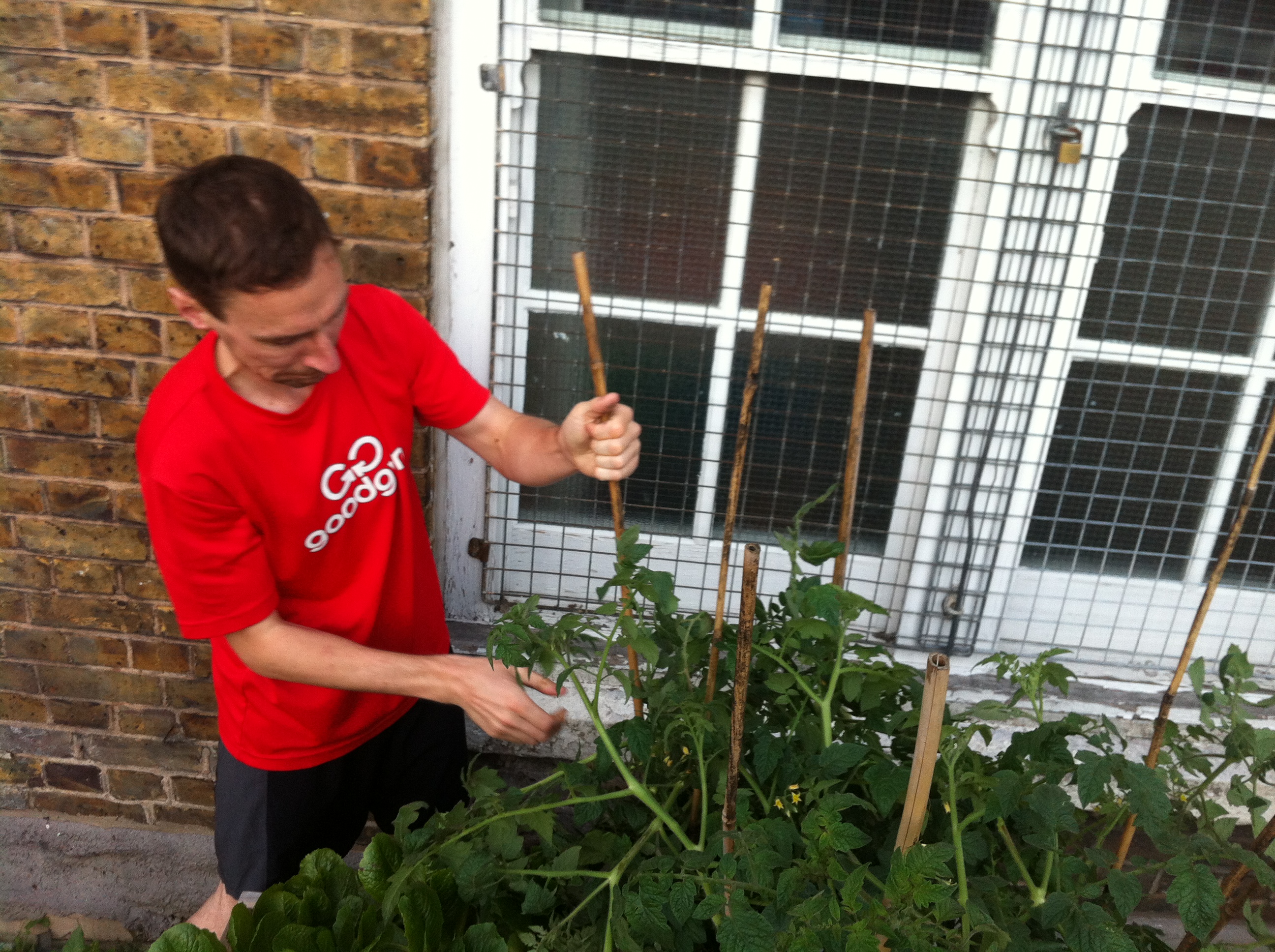 Tomatoes and Thistles