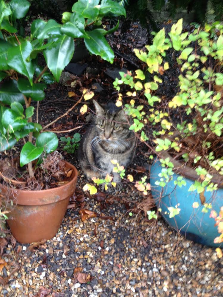 GoodGym was 'under the watchful eye of the next door cat!'